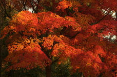 紅葉