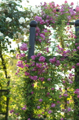 薔薇