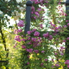 薔薇