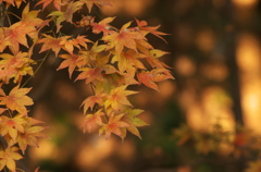 紅葉の思い出