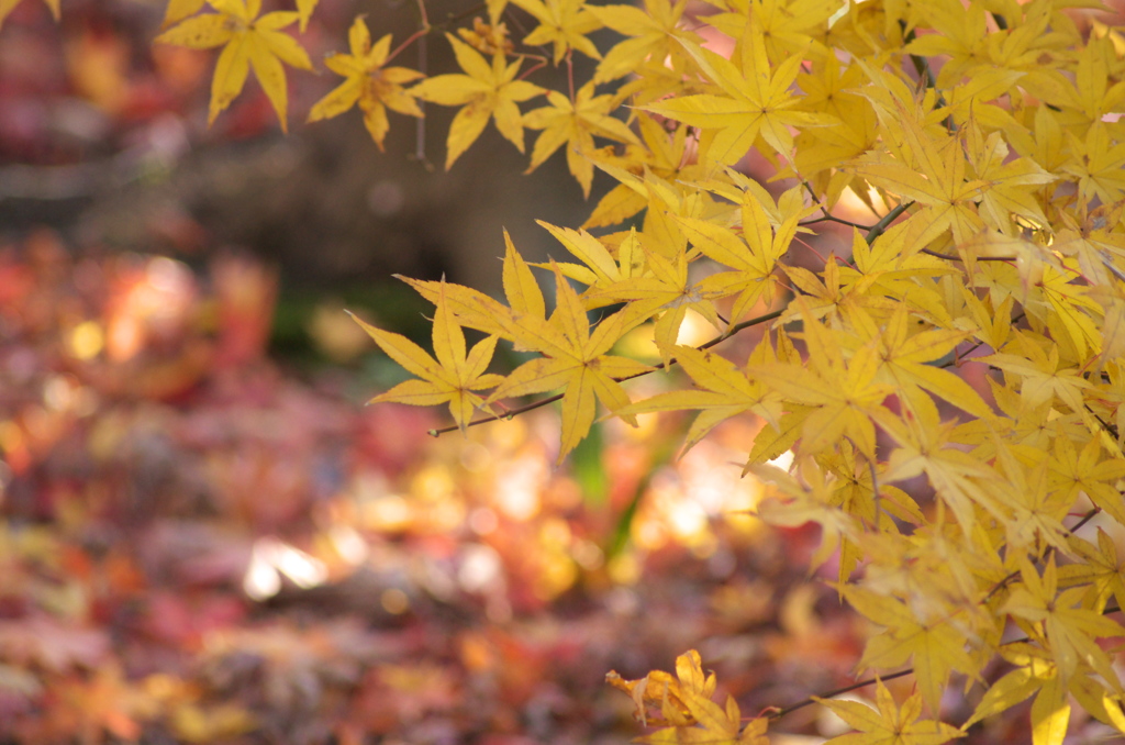 紅葉の思い出