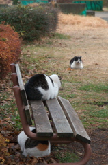 侵入猫⑦