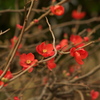 冬に咲く花