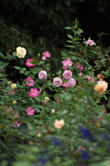 薔薇