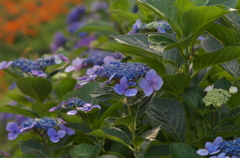 紫陽花
