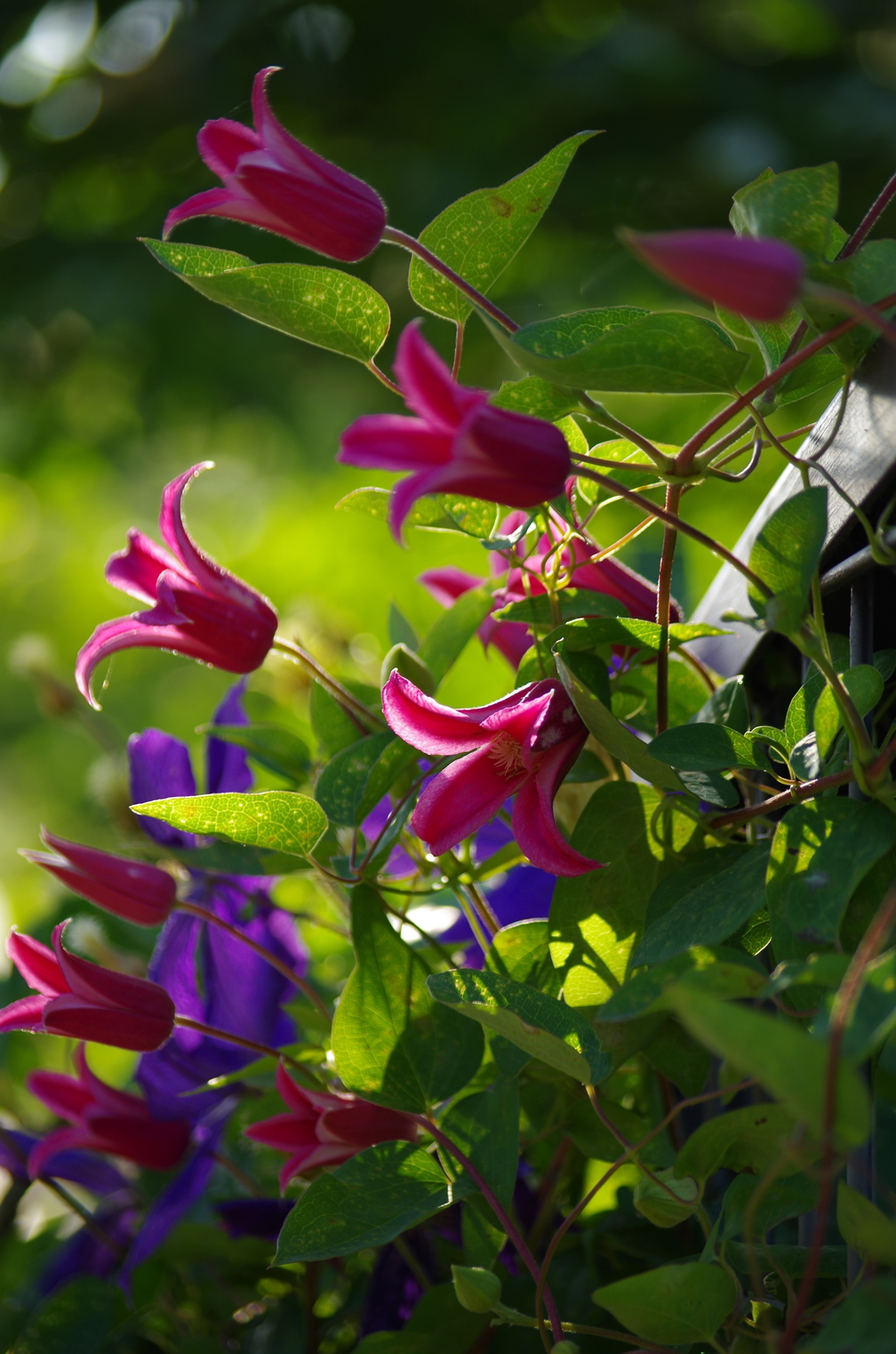 壁の花　２