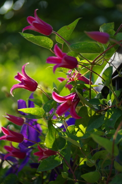 壁の花　２