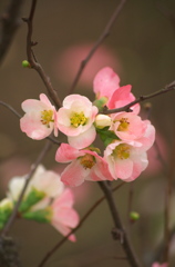 木瓜の花