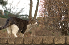 公園にゃんこ