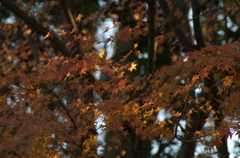 元旦の紅葉