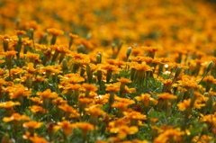 夏の花