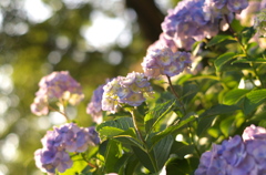 紫陽花