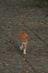 河原のノラ猫さん