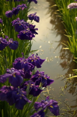 花菖蒲