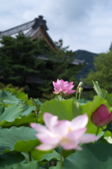 蓮