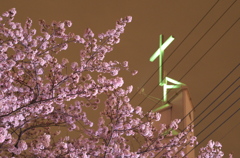 夜桜と十字架