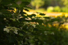 紫陽花