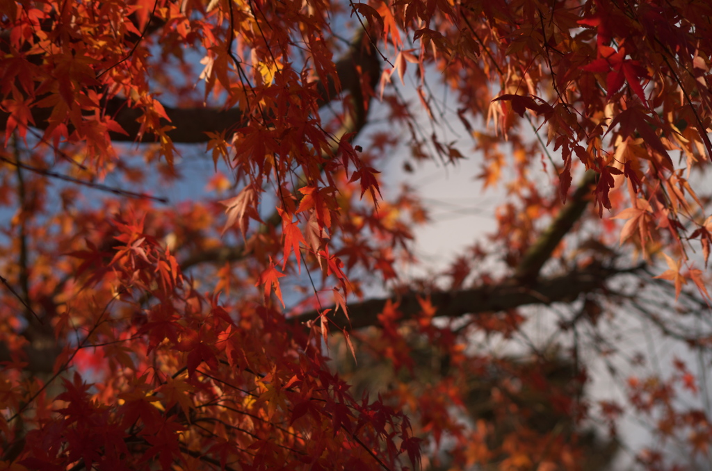 今日の紅葉