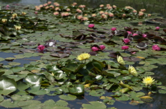 尾根見の池