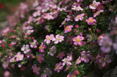 薔薇