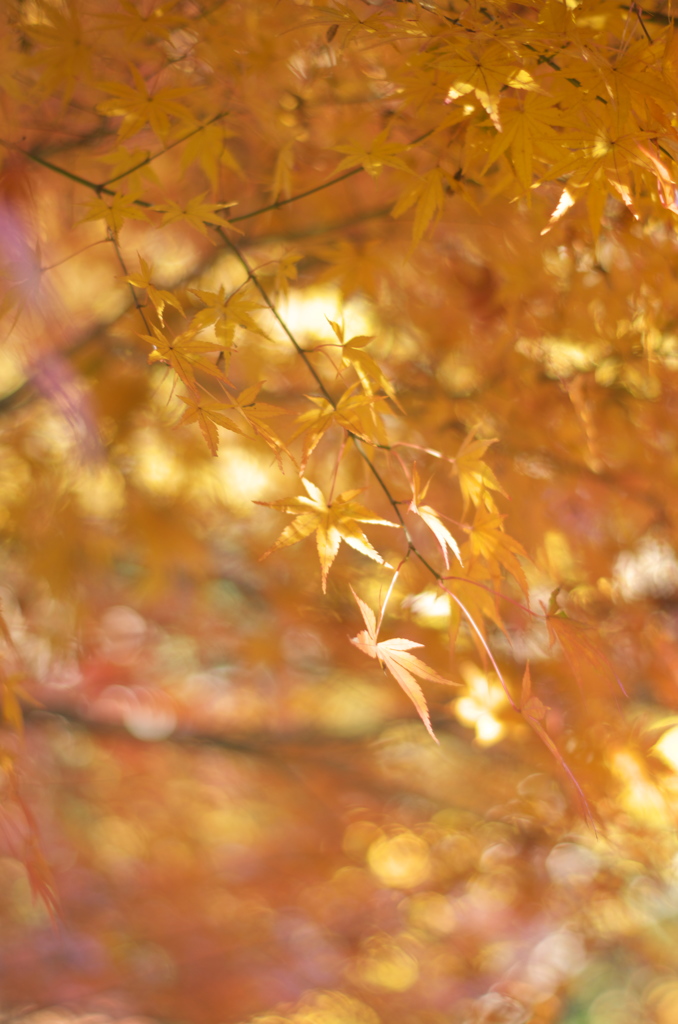 紅葉