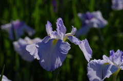 午後の花菖蒲
