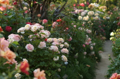 薔薇
