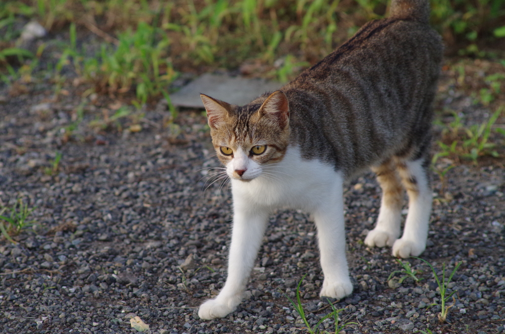 だんだん大人になるよ