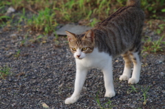 だんだん大人になるよ