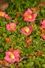 落花