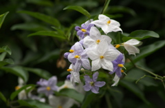 蔓花茄子