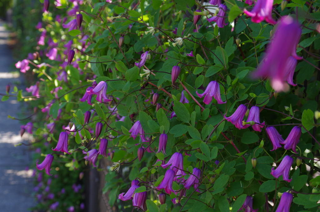 壁の花　３