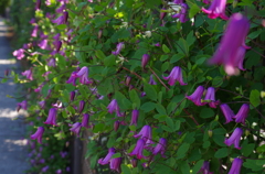 壁の花　３
