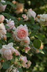 薔薇