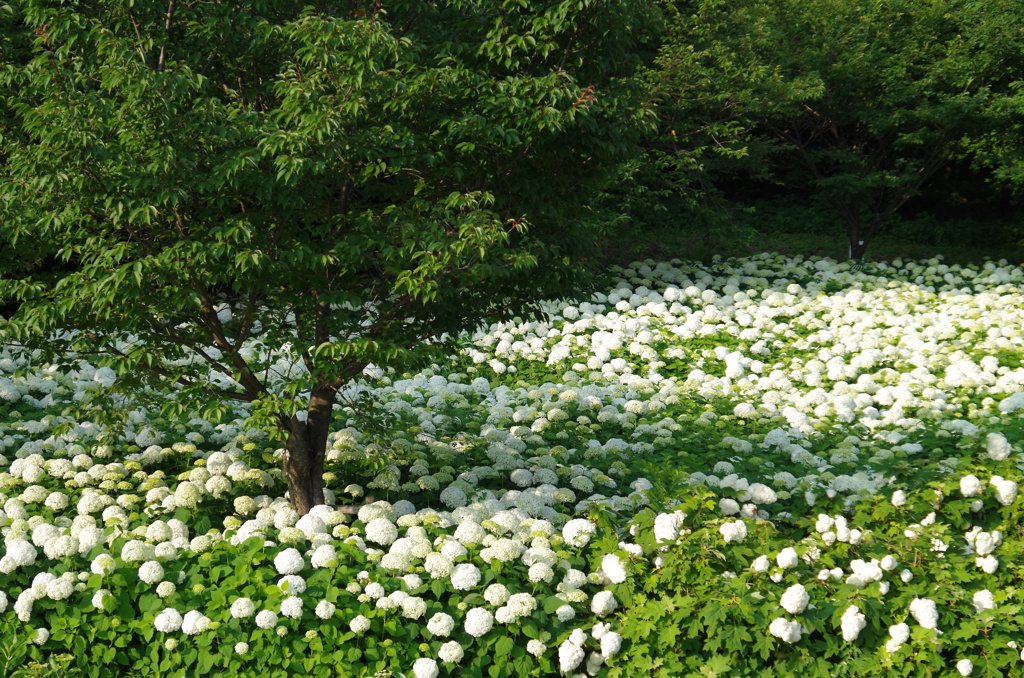 紫陽花の森（２）