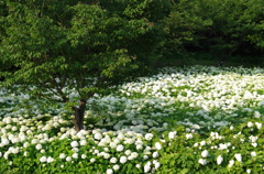 紫陽花の森（２）