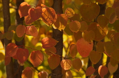 紅葉