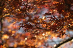 紅葉