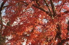 今日の紅葉