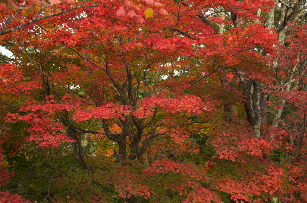 紅葉