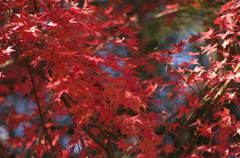 １月３日の紅葉