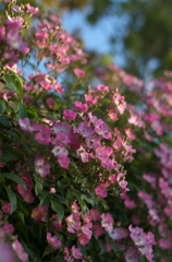 薔薇
