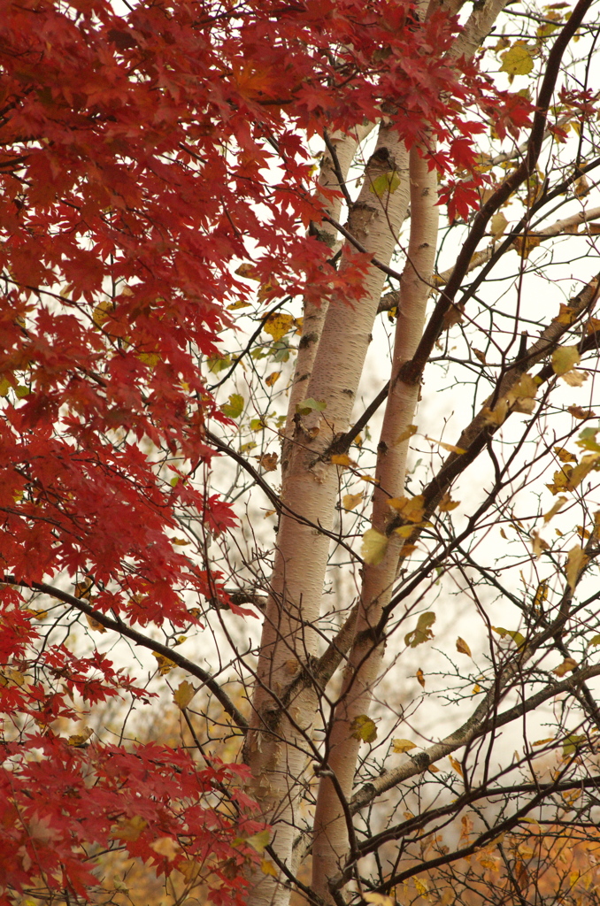 紅葉