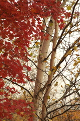紅葉