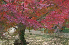 紅葉