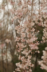 咲き始め