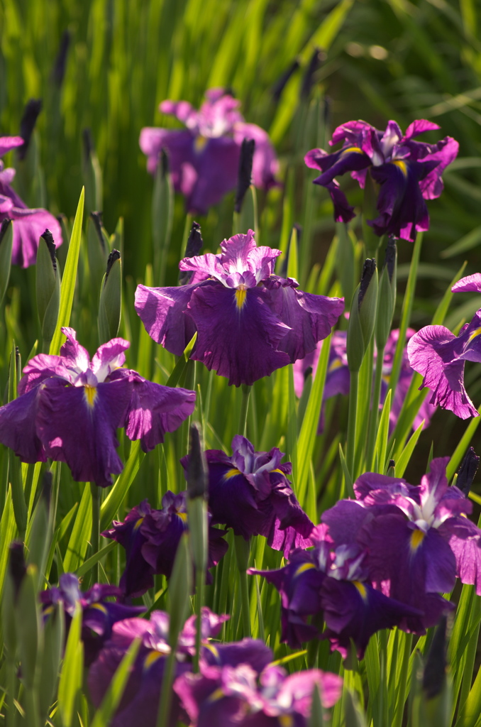 花菖蒲