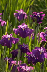 花菖蒲