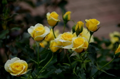 黄色の薔薇