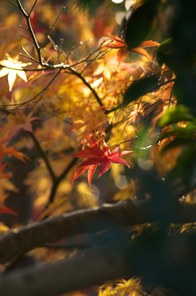 紅葉